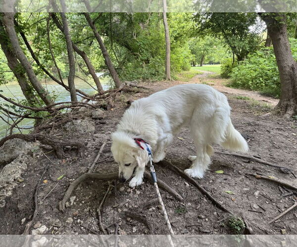 Medium Photo #5 Great Pyrenees Puppy For Sale in Houston, TX, USA