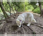 Small #4 Great Pyrenees