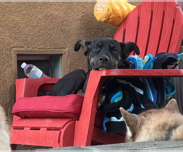 Medium Photo #2 Mutt Puppy For Sale in Dana Point, CA, USA