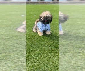 Shih Tzu Puppy for sale in RANDALLSTOWN, MD, USA