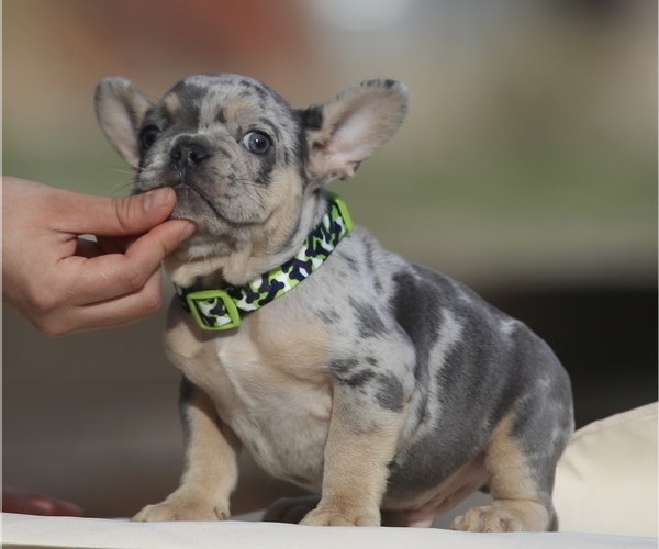 Medium Photo #3 French Bulldog Puppy For Sale in PHILLIPS RANCH, CA, USA