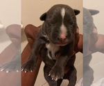 Small Photo #20 American Pit Bull Terrier Puppy For Sale in NEWARK, NJ, USA