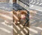 Small American Staffordshire Terrier