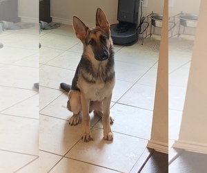 German Shepherd Dog Puppy for sale in FORNEY, TX, USA