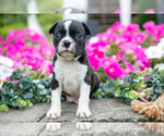 Small Photo #14 Boston Terrier Puppy For Sale in MOORELAND, IN, USA