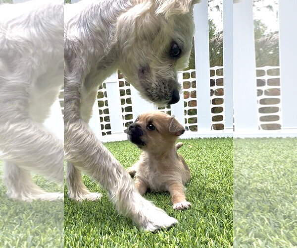 Medium Photo #7 ShiChi Puppy For Sale in Valrico, FL, USA