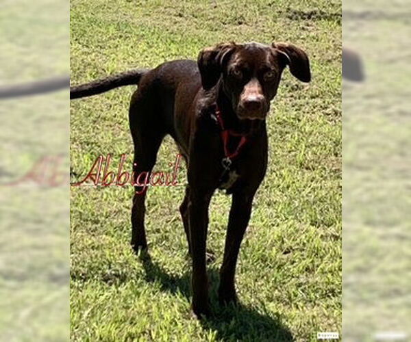 Medium Photo #2 Labrador Retriever-Unknown Mix Puppy For Sale in Oakhurst, NJ, USA