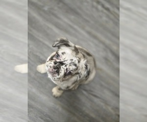 French Bulldog Puppy for sale in GLEN BURNIE, MD, USA