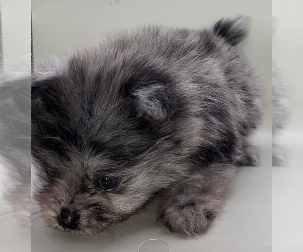 Medium Photo #14 Pomeranian Puppy For Sale in PORTLAND, ME, USA