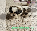 Puppy Green Collar bo Shih Tzu