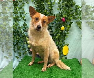 Mutt Dogs for adoption in Bryant, AR, USA