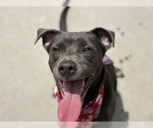 Mutt Dogs for adoption in Tulsa, OK, USA