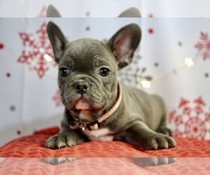 French Bulldog Puppy for sale in ERIAL, NJ, USA