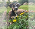 Small #3 Collie-Labrador Retriever Mix