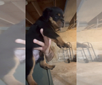 Small #2 Rottweiler