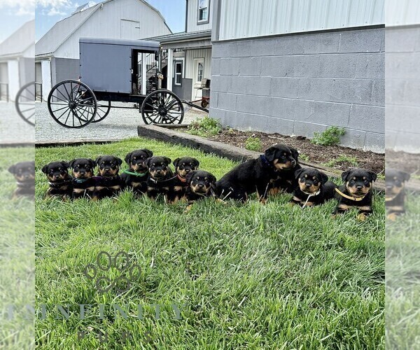 Medium Photo #2 Rottweiler Puppy For Sale in CHRISTIANA, PA, USA