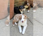 Puppy 2 Australian Shepherd