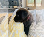 Small #29 Labrador Retriever