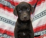 Puppy Hazel Labrador Retriever