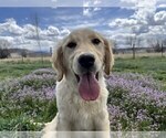 Small #16 Golden Retriever