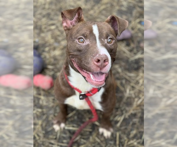 Medium Photo #2 American Pit Bull Terrier-Unknown Mix Puppy For Sale in Crete, IL, USA