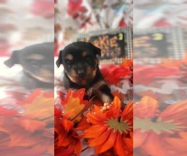 Medium Photo #116 Yorkshire Terrier Puppy For Sale in AKRON, OH, USA