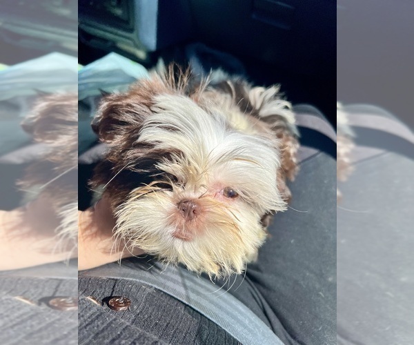 Medium Photo #3 Shih Tzu Puppy For Sale in HAYWARD, CA, USA