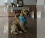Small #25 Golden Retriever