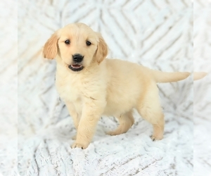 Golden Retriever Puppy for sale in LAKELAND, FL, USA