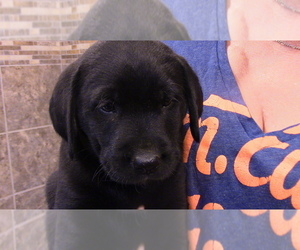 Labrador Retriever Puppy for Sale in OGEMA, Wisconsin USA