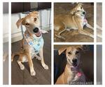 Small #1 Labrador Retriever Mix