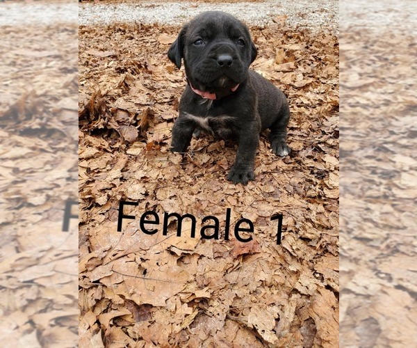 Medium Photo #1 Mastiff Puppy For Sale in WESTPORT, IN, USA
