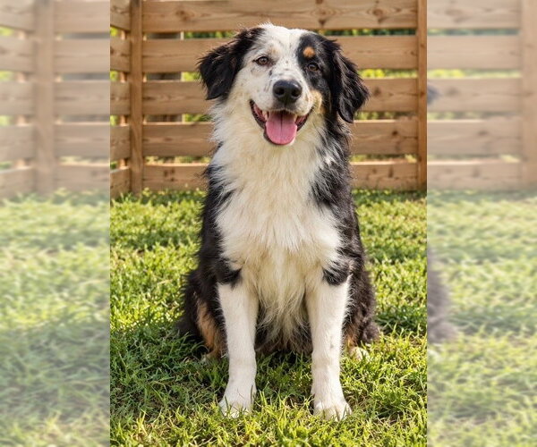 Medium Photo #2 Australian Shepherd Puppy For Sale in Dallas, TX, USA