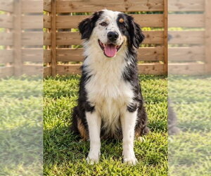 Liam - Male Australian Shepherd Dog for Adoption - Photo #2
