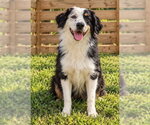 Small Photo #2 Australian Shepherd Puppy For Sale in Dallas, TX, USA