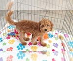 Otis - Male Cavapoo mix (+ Poodle Miniature) Puppy for Sale - Photo #2