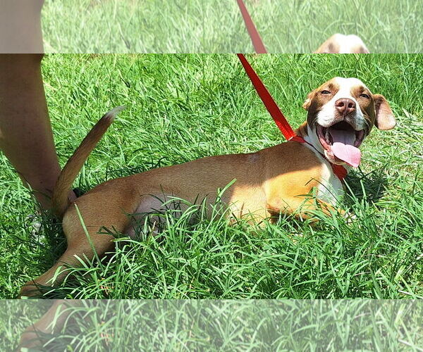 Medium Photo #3 Mutt Puppy For Sale in Wetumpka, AL, USA
