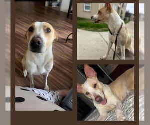 Labrador Retriever-Unknown Mix Dogs for adoption in San Antonio, TX, USA