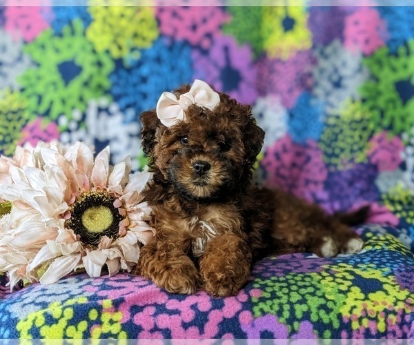 Medium Photo #4 ShihPoo Puppy For Sale in LINCOLN UNIVERSITY, PA, USA