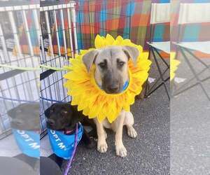 Black Mouth Cur-Unknown Mix Dogs for adoption in Cave Creek, AZ, USA