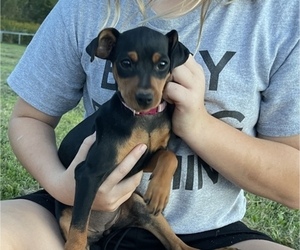 Miniature Pinscher Puppy for sale in TROUT RUN, PA, USA