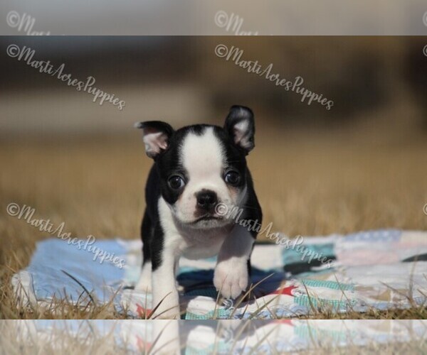 Medium Photo #3 Boston Terrier Puppy For Sale in LAMAR, MO, USA