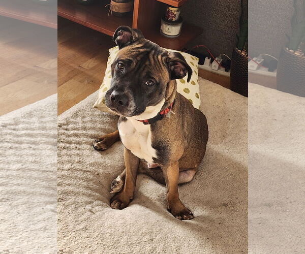 Medium Photo #2 Boxer-Unknown Mix Puppy For Sale in Holly Springs, NC, USA