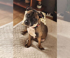 Kobe - Male Boxer-Unknown Mix Dog for Adoption - Photo #2