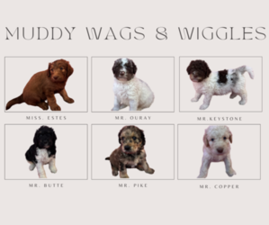Labradoodle Puppy for sale in THE VILLAGE, OK, USA