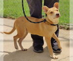 Small #3 Mutt