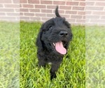 Small Photo #1 Goldendoodle Puppy For Sale in LULING, LA, USA
