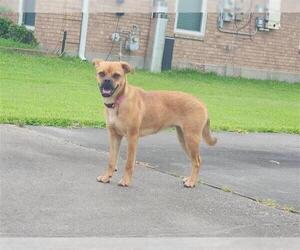 Pug-Unknown Mix Dogs for adoption in Houston, TX, USA