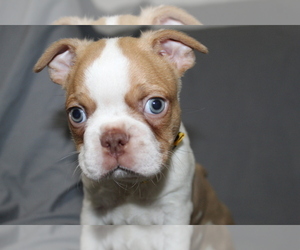 Boston Terrier Puppy for sale in BROOKSVILLE, FL, USA