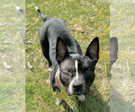 Small #8 American Staffordshire Terrier-Boston Terrier Mix